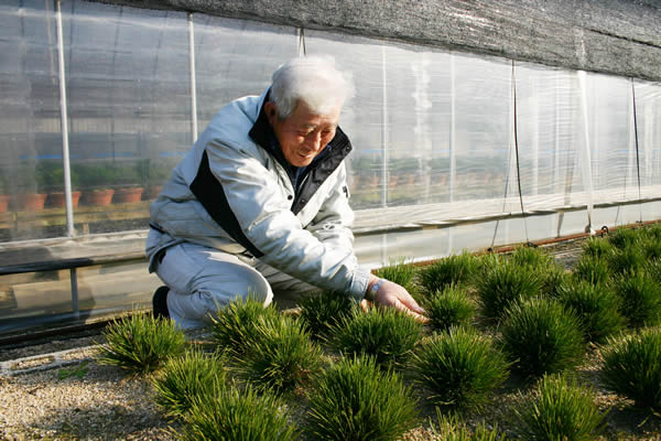 錦松（2）夢錦 15年かけ選んだ新品種 | 盆栽 | 四国新聞社