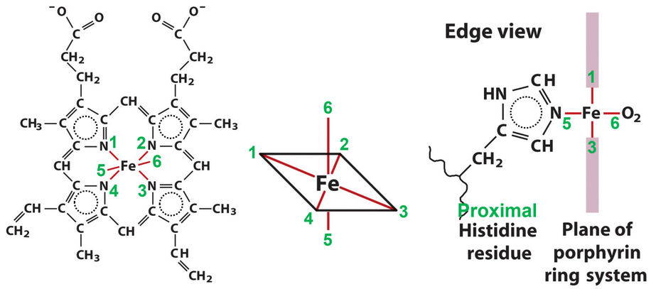 5.2 Myoglobin and Hemoglobin | BS1005 / CM1051: Biochemistry I