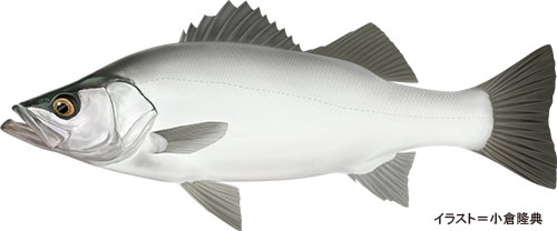 ヒラスズキ【平鱸】魚の生態・海水編 | 房総爆釣通信