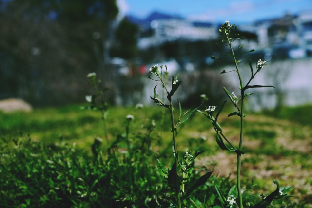 ぺんぺん草とは？「ぺんぺん草も生えない」の意味や使い方も解説