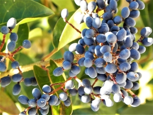 トウネズミモチとは？紫色の実の特徴やネズミモチとの違いをご紹介