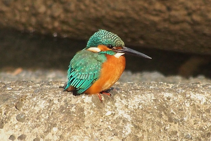 カワセミの羽根の色味の違い | 京都カワセミクラブblog