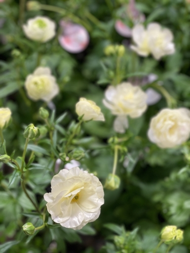 ガーデン青山（タネゲンガーデンセンター）園芸店 - ラックス苗