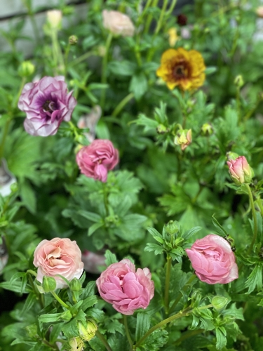 ガーデン青山（タネゲンガーデンセンター）園芸店 - ラックス苗