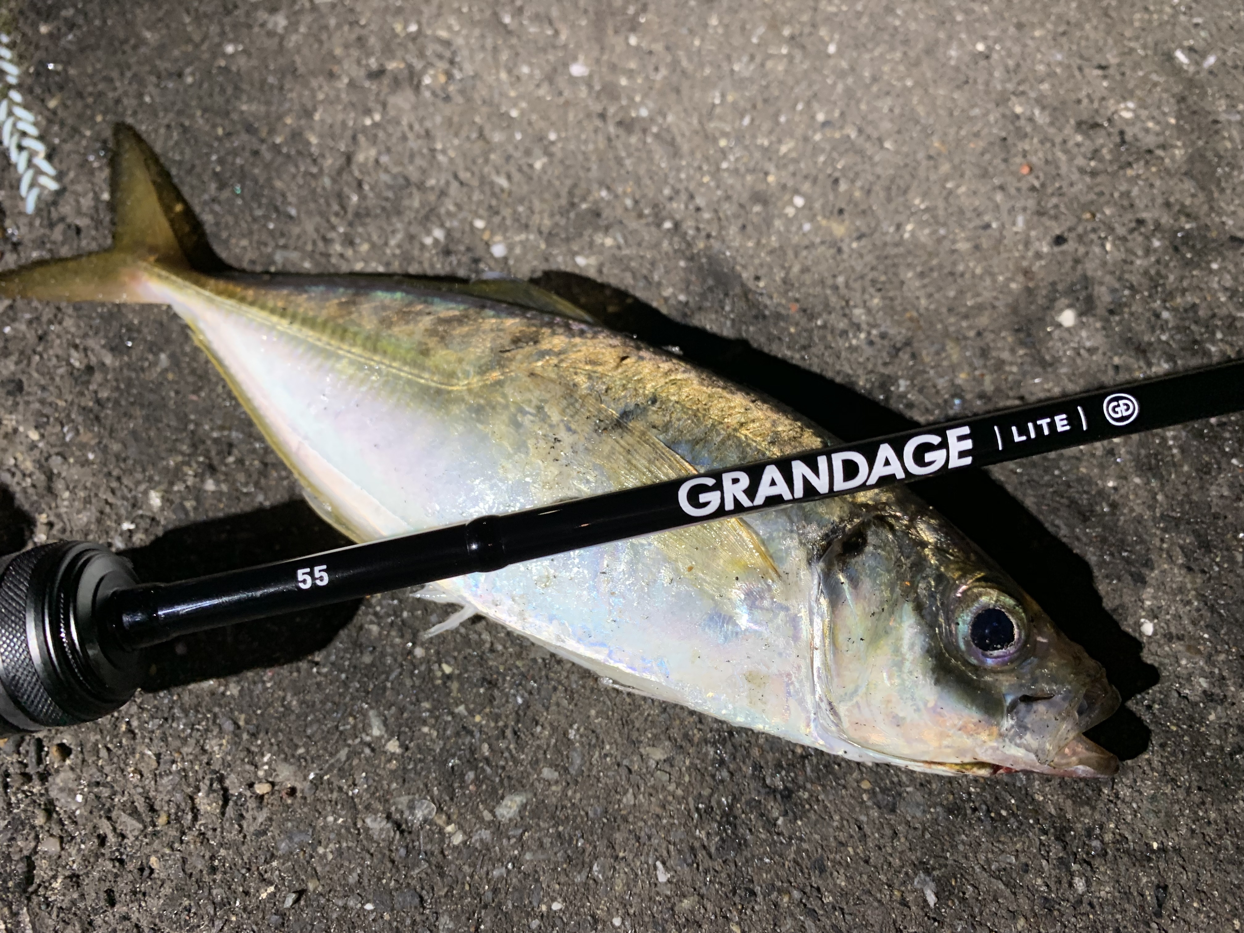 アピアスタッフブログ】 GRANDAGE LITE 55のせいでアジングに行きっ