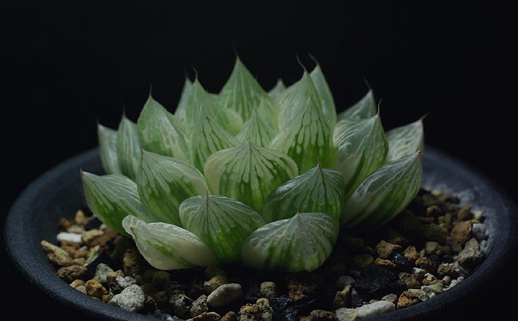 オブツーサ錦（白糊斑） | 【空中庭園+HAWORTHIA.JP+】weblog