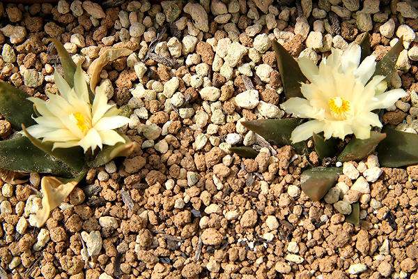 Shabomaniac! 秋の開花前線。