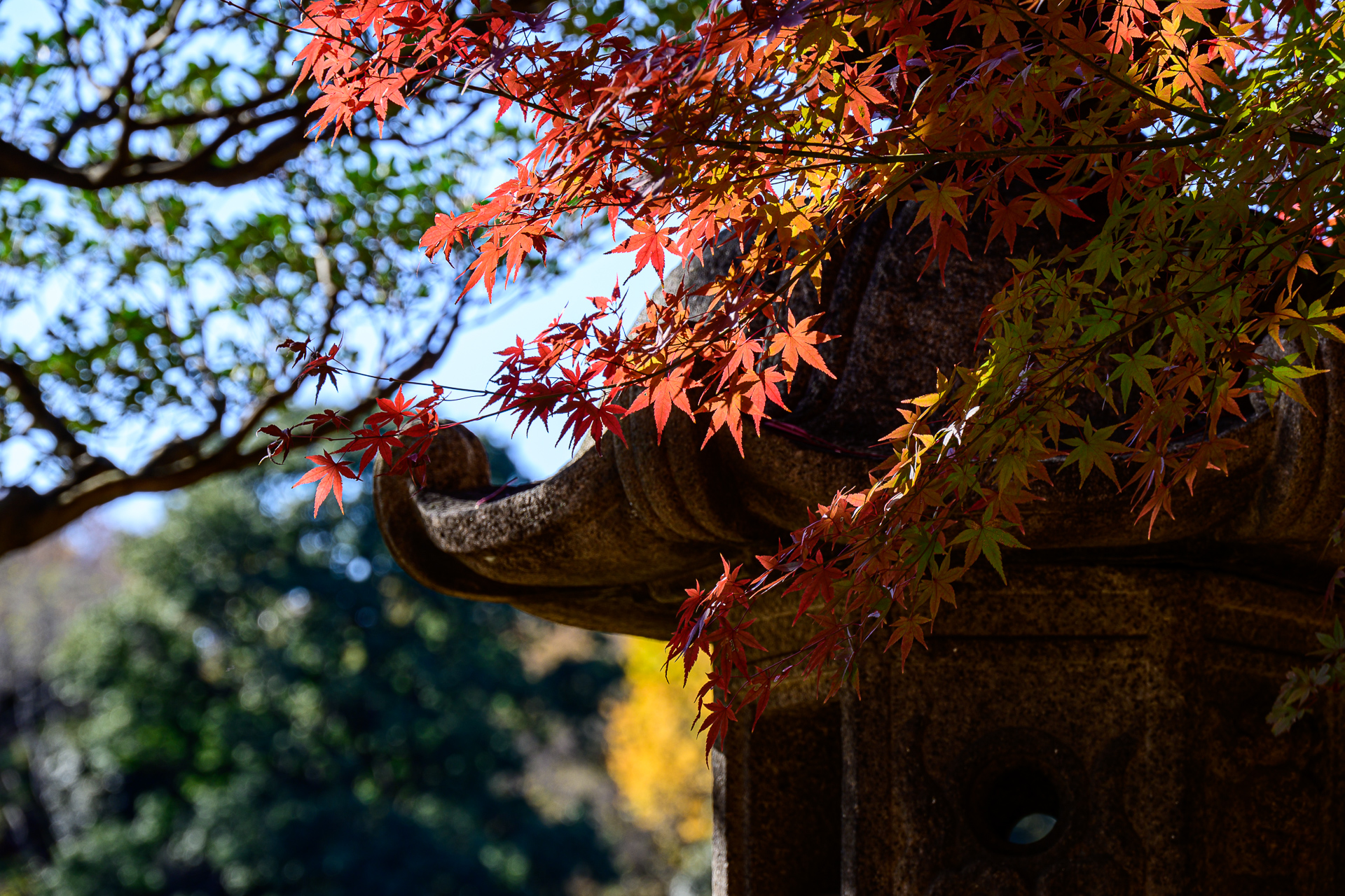 最盛期を迎えた六義園の紅葉をNikon Z 5で撮る – 酔人日月抄外伝