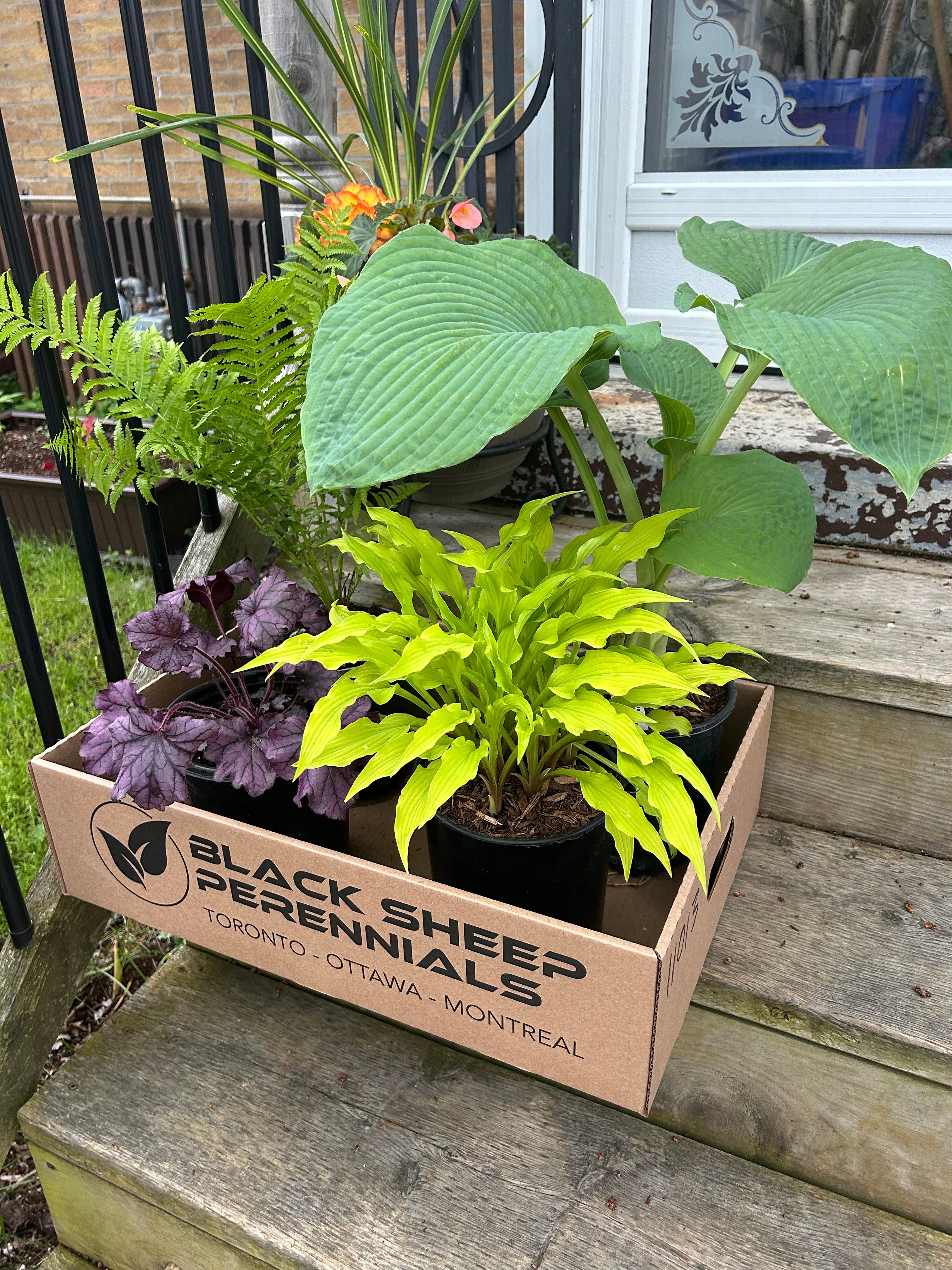 Expert Plant Packaging for Safe Delivery – Black Sheep Perennials