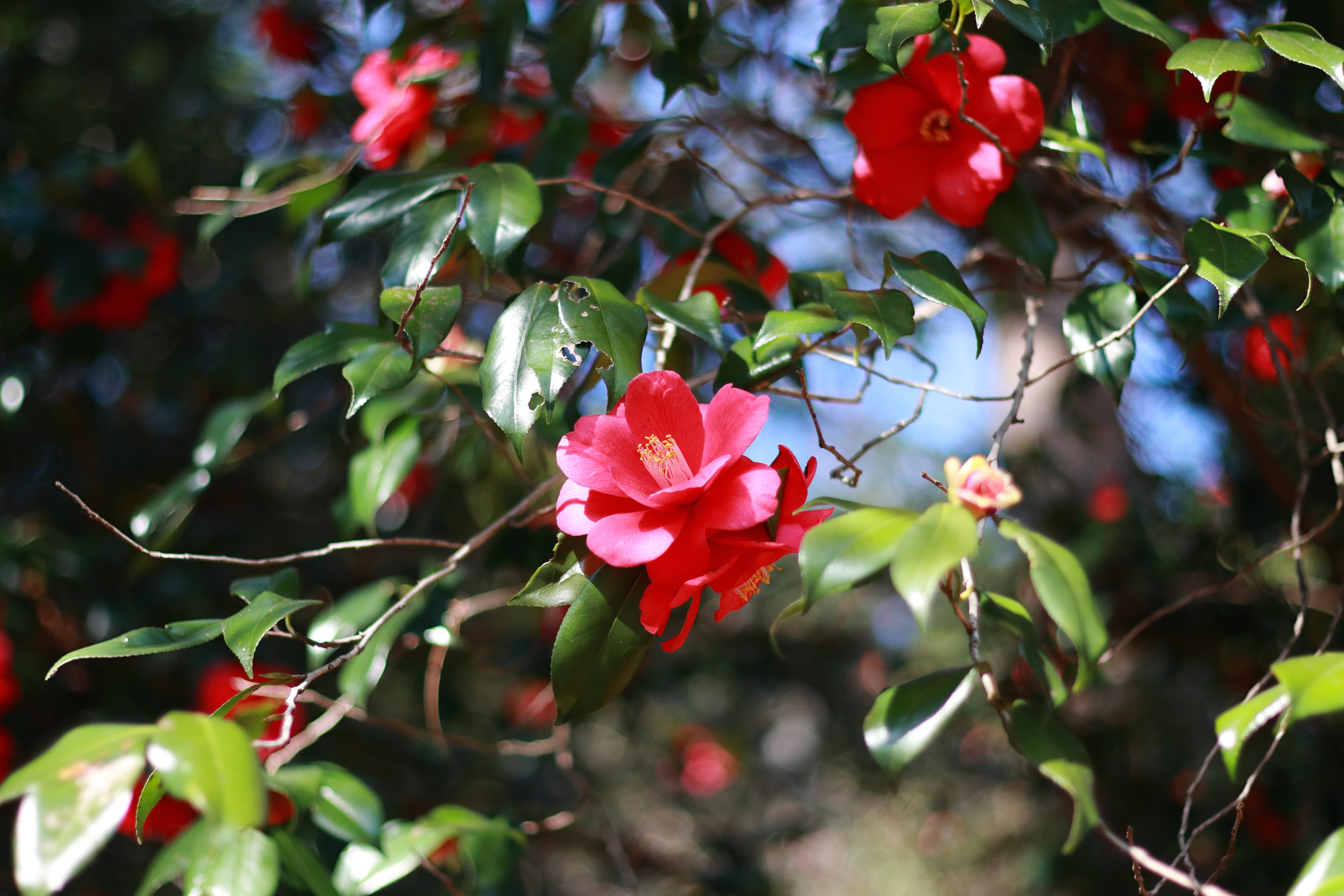 レンズ沼】Canon EF50mm F1.8 II (1990年)レビュー: とある写真家の備忘録