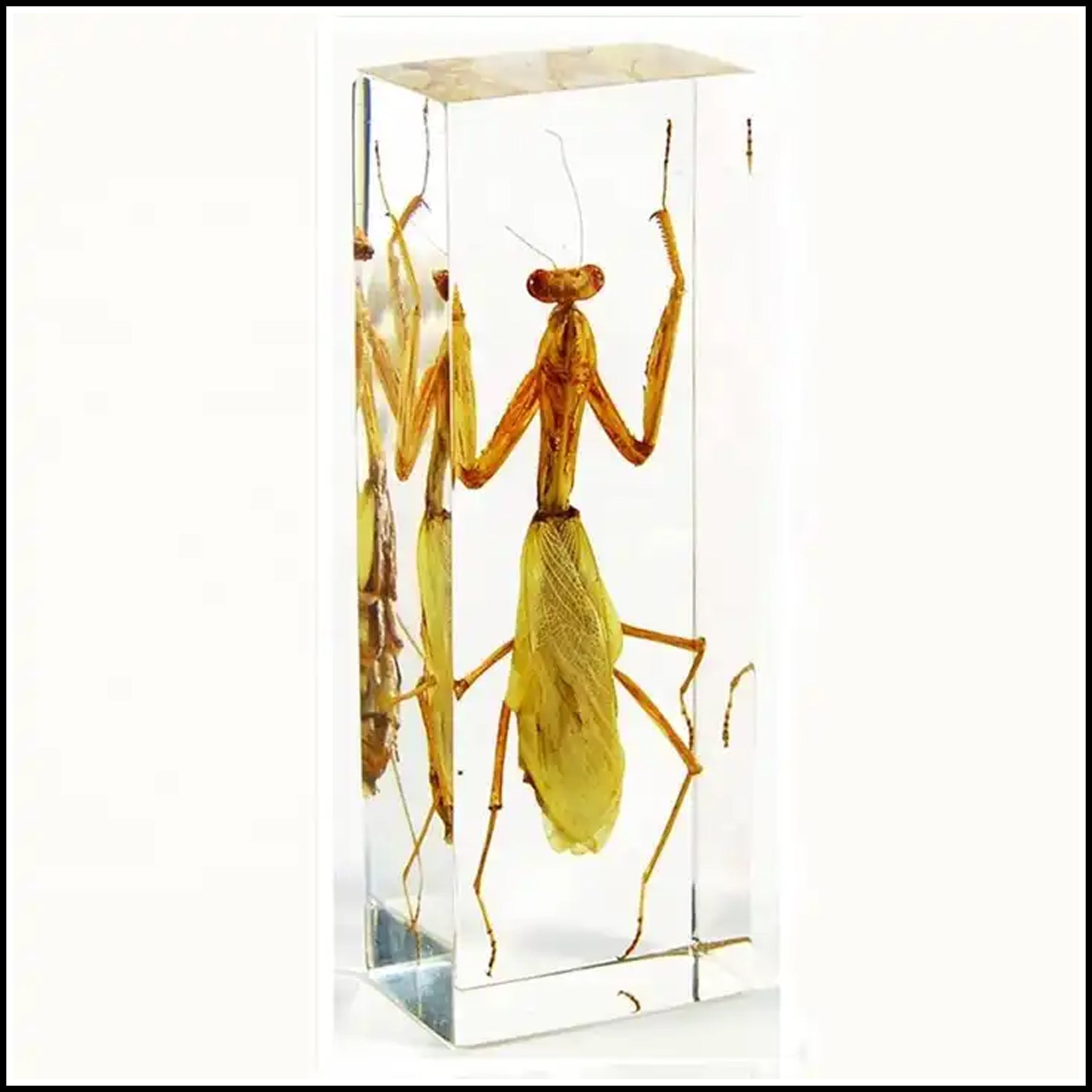 Praying Mantis Preserved Specimen – The Fruit Fly Shop