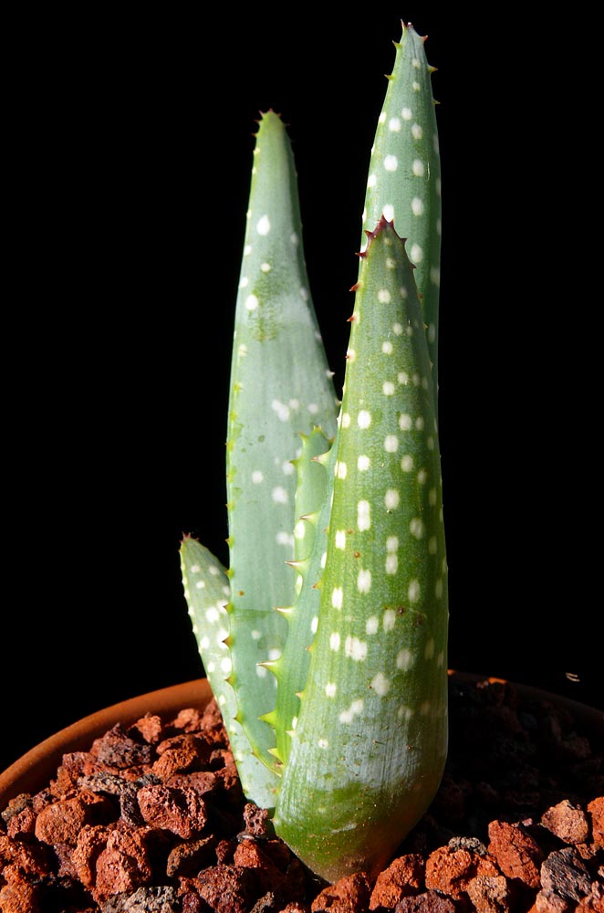 Aloe gariepensis - Cactus Jungle
