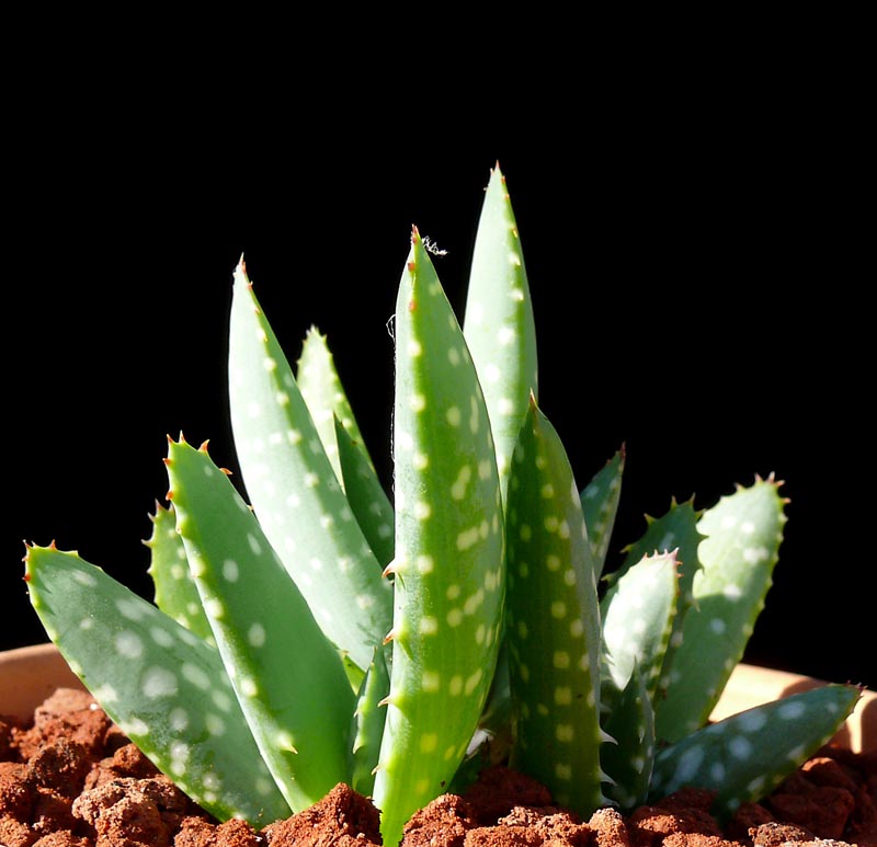 Aloe gariepensis - Cactus Jungle
