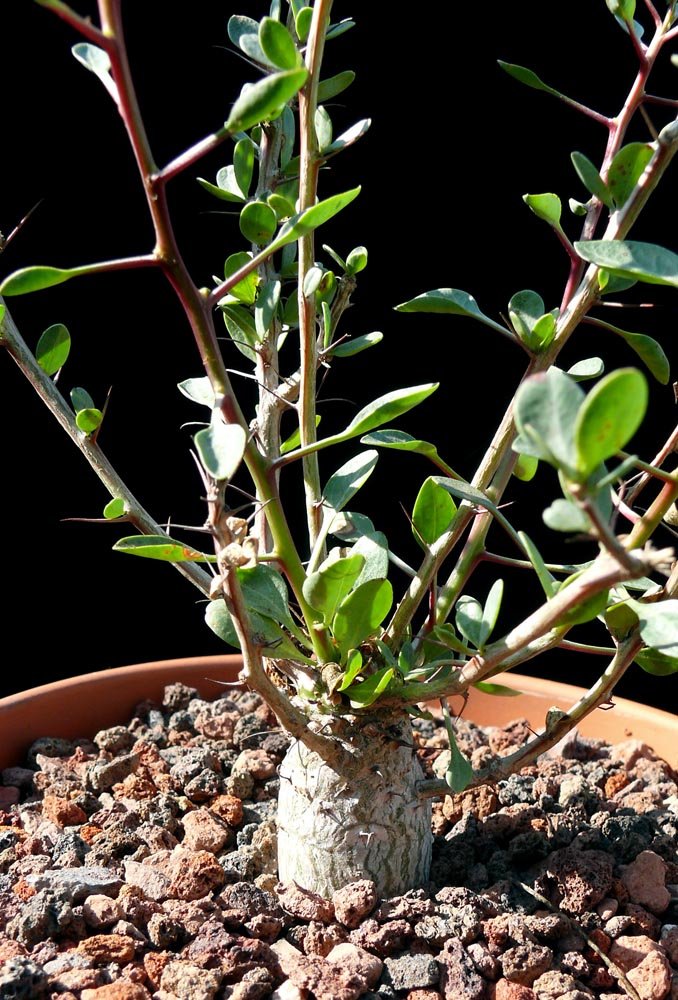 Fouquieria columnaris - Cactus Jungle