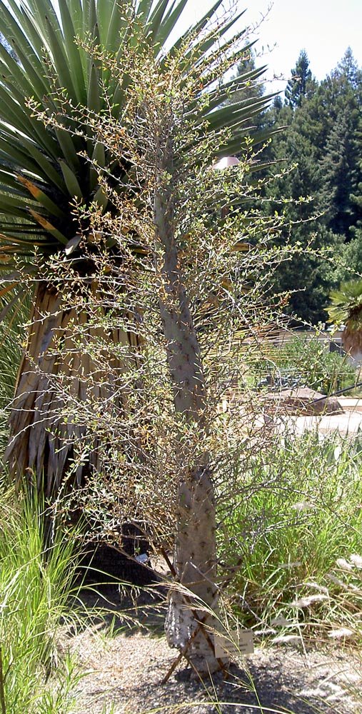 Fouquieria columnaris - Cactus Jungle