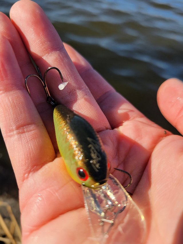 最新釣果 - 成田富里店 [釣具のキャスティング]