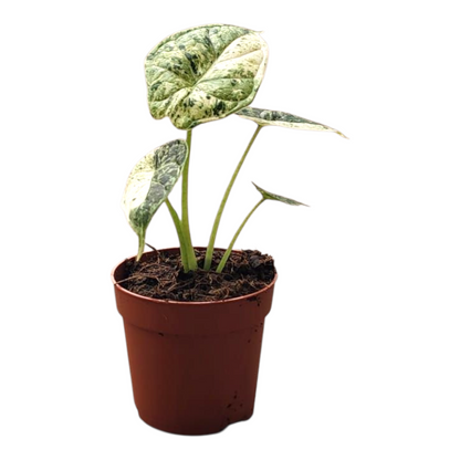 Alocasia Dragon Scale Variegata, rare Alocasia, variegated