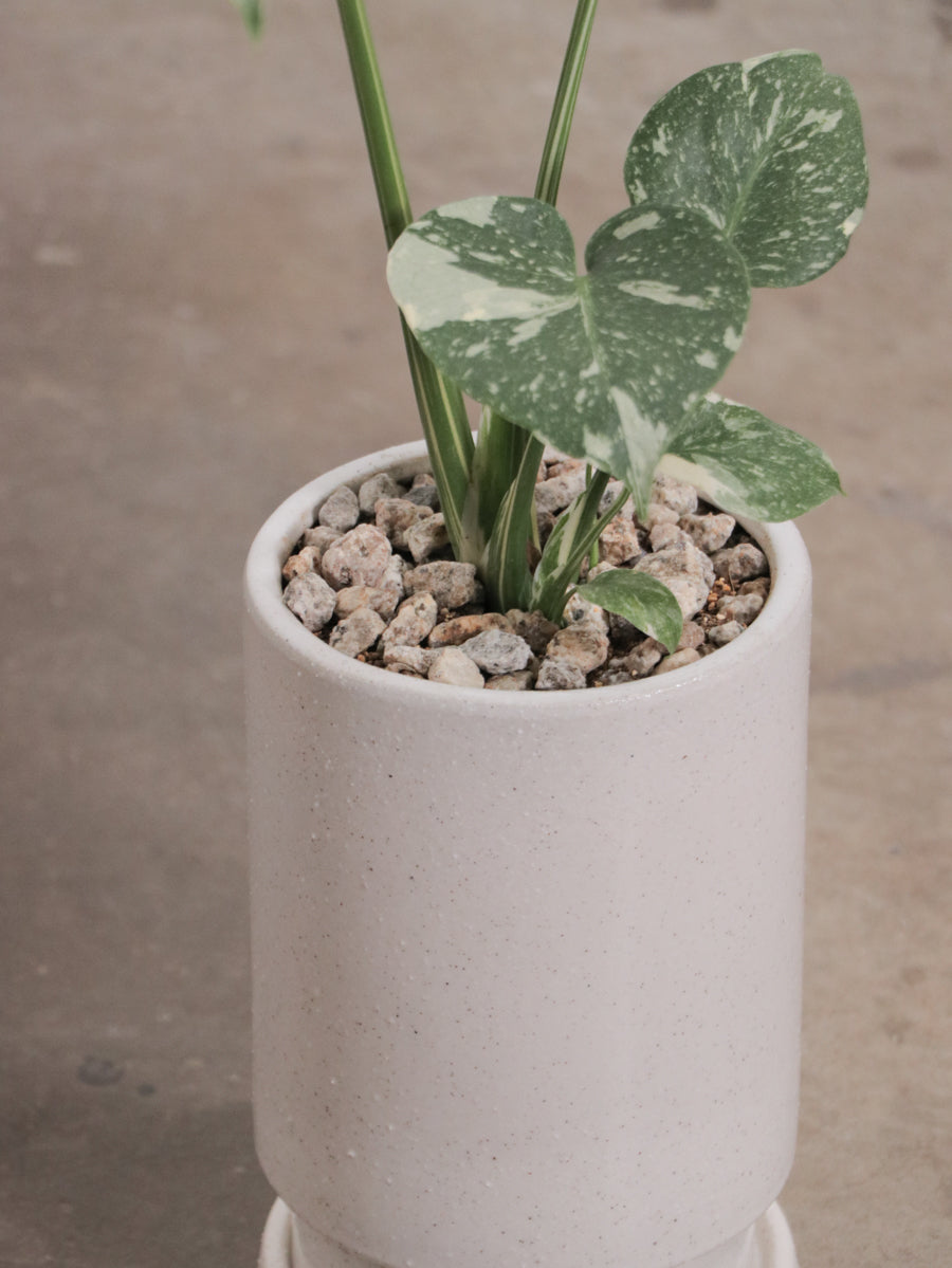 モンステラ 斑入