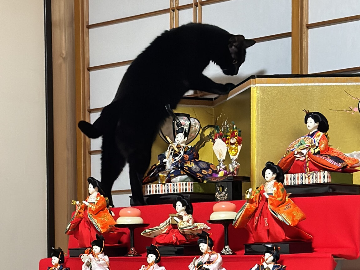 ひな飾りの最上段まで登りきった黒猫ちゃん、あろうことか金屏風にまで