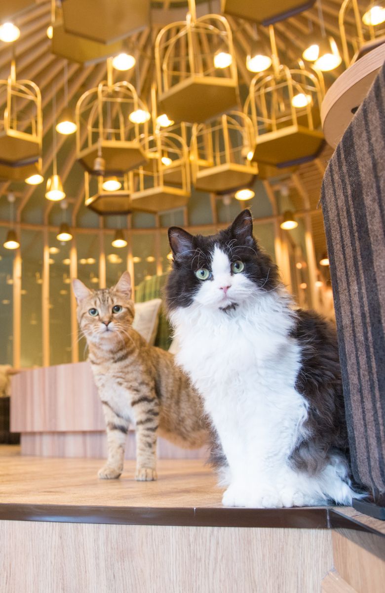 秋葉原店｜猫カフェ MOCHA(モカ)