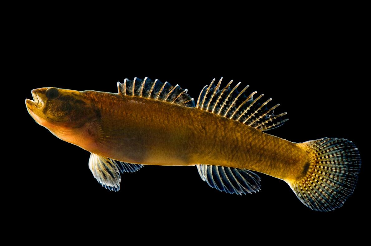 ギャラリー：地味と言わないで！実は多様な淡水魚 写真18点