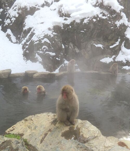 団塊夫婦の日本スキー＆絶景の旅・2024－(2)雪見温泉に入るお猿さんを