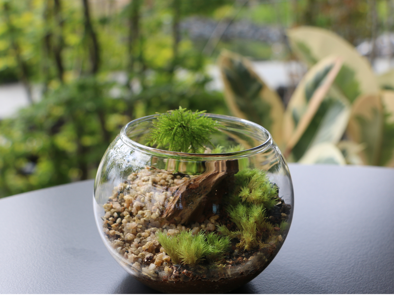 阿賀野市：苔テラリウム】じゃらん限定。15分で完成！ファミリー歓迎