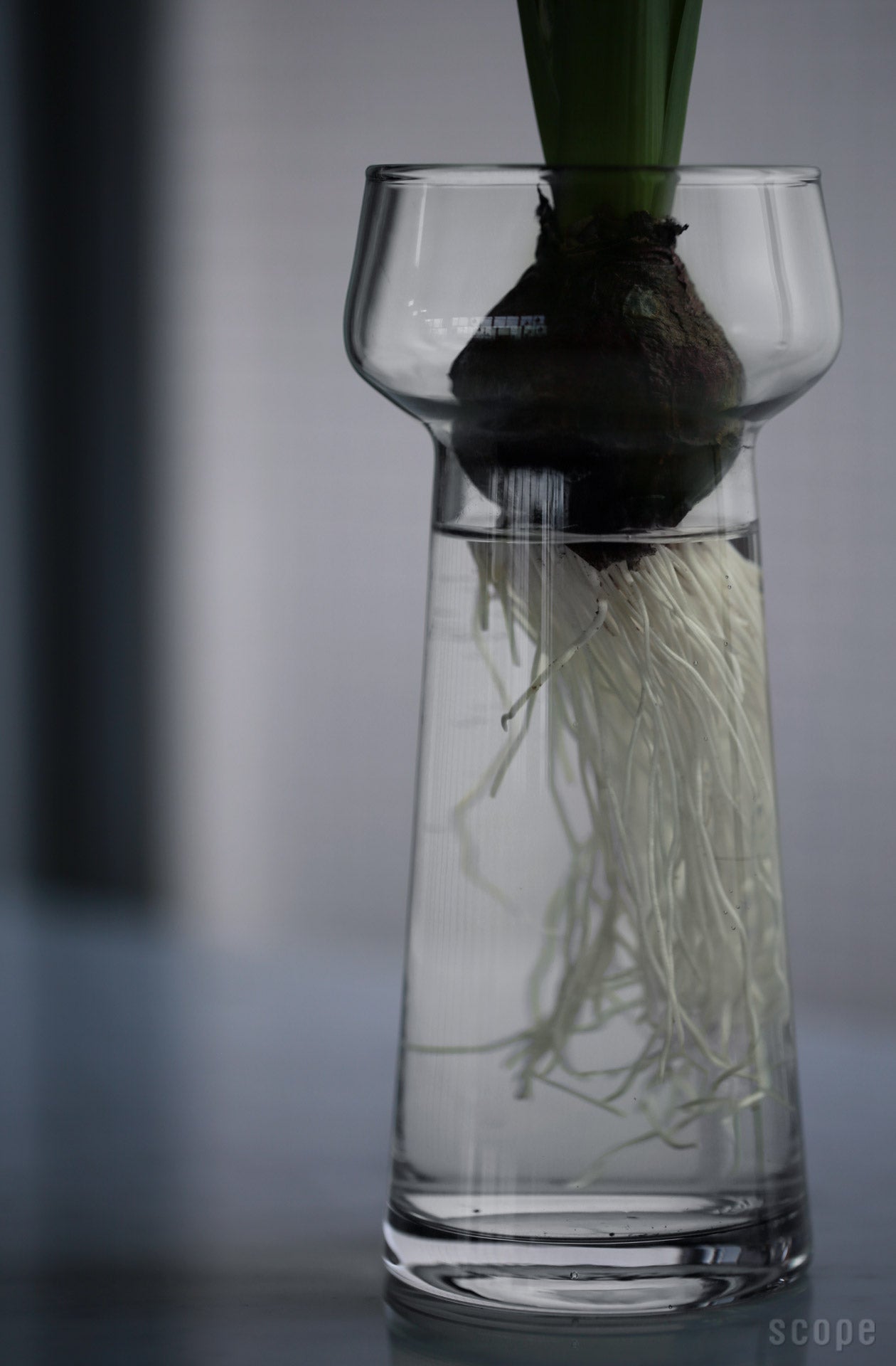 販売終了】Celebrate | Holmegaard (ホルムガード)