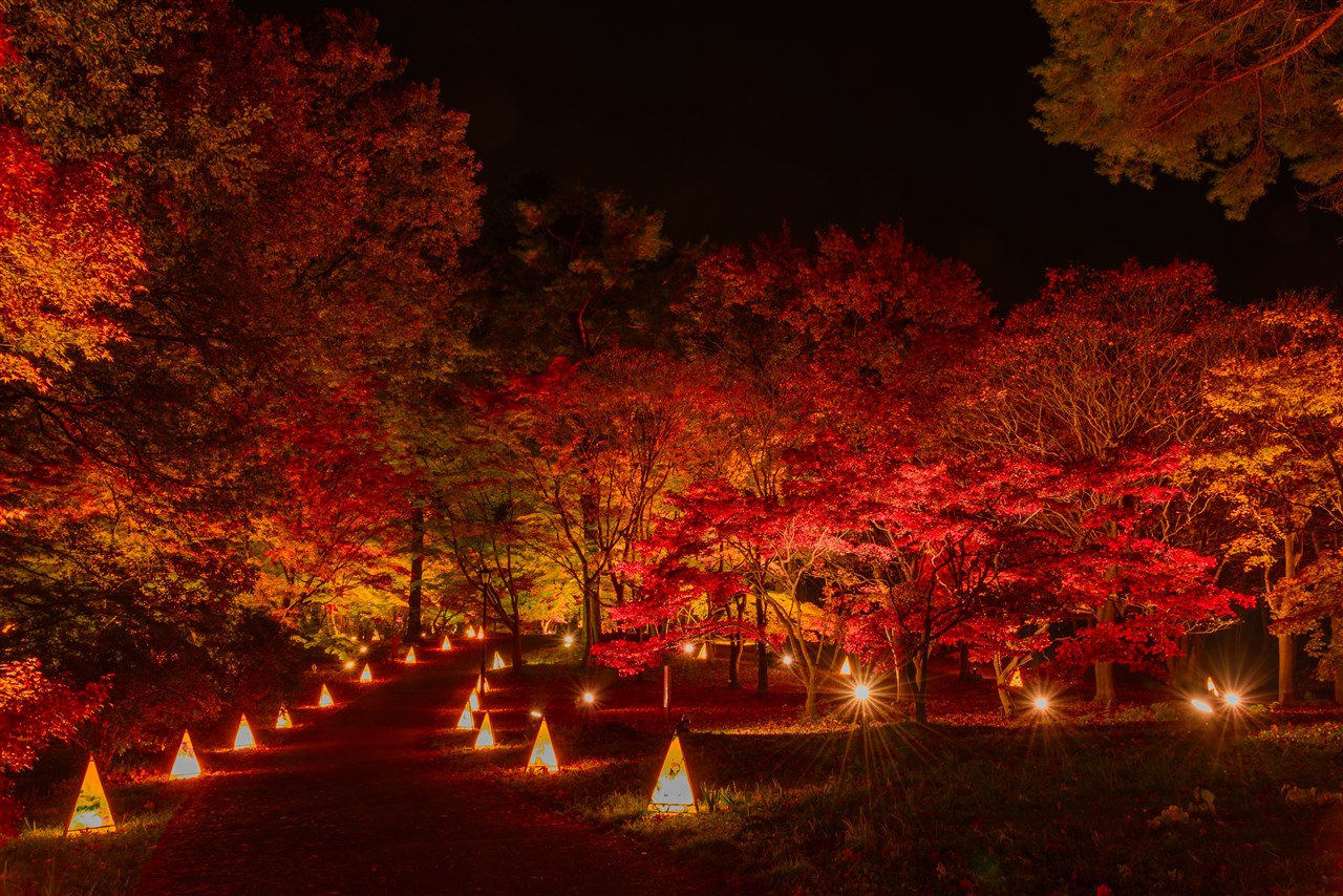 紅葉とイルミの幻想的なコラボレーション『紅葉見ナイト』が国営武蔵