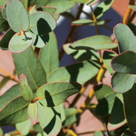 LES | シャンソン化粧品