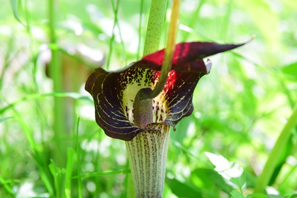 ウラシマソウ（浦島草）