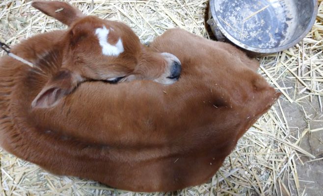 縁起物？！【牛の毛玉】発見 | ジェラート醍醐桜 公式サイト