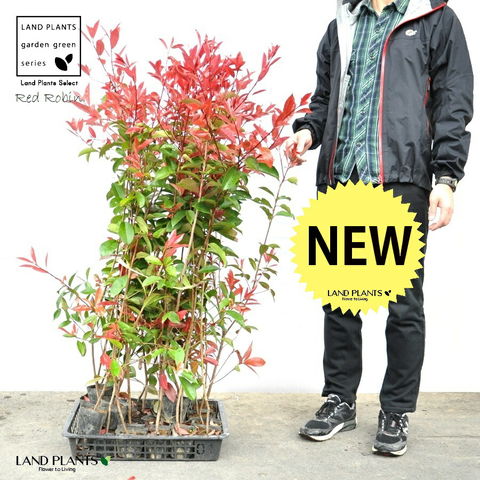 dショッピング |【ケース販売】 レッドロビン 3.5号 苗木 （20本