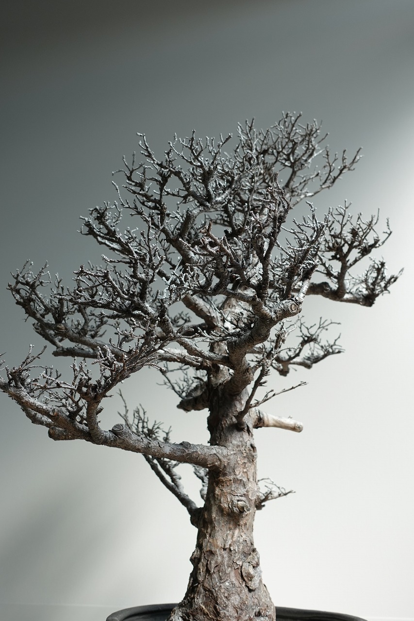 ドライ盆栽【雪景色】 DRY BONSAI | DRY BONSAI｜ドライ盆栽｜枯れ盆栽