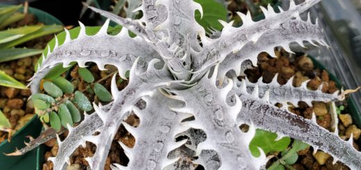 ディッキア・ブラウニー実生：Dyckia braunii Seedling | Dyckia Maniax