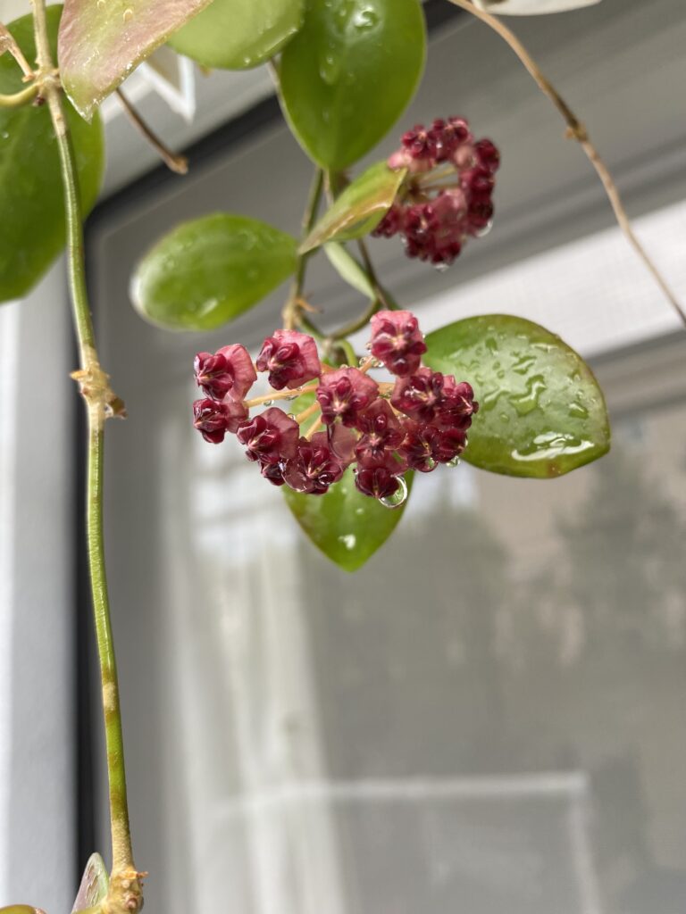 サクララン（Hoya）が咲きました | eco-life-planet