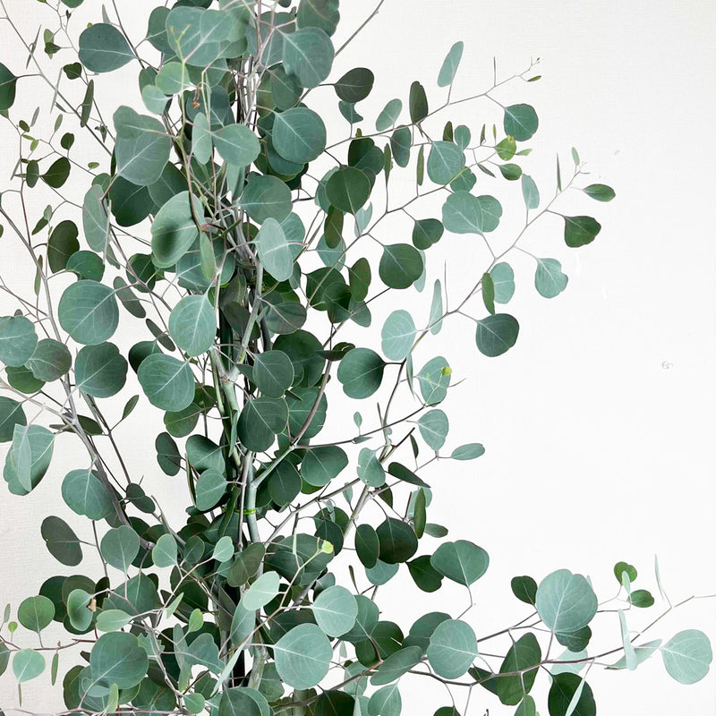 送料無料】ユーカリポポラス 10号鉢 大型商品 高さ約1.8m(鉢底から