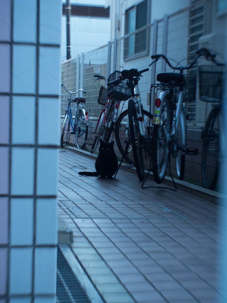 ZUNOW-ELMO Cine 13mm F1.1で猫を撮る - マクロ☆スタイル