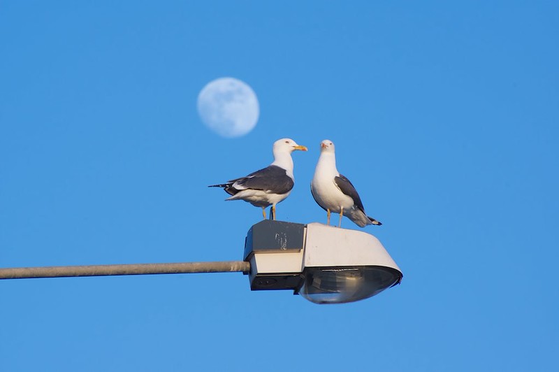 Ricoh XR APO Rikenon 300mm F4.5 Lens Reviews - Ricoh Lenses