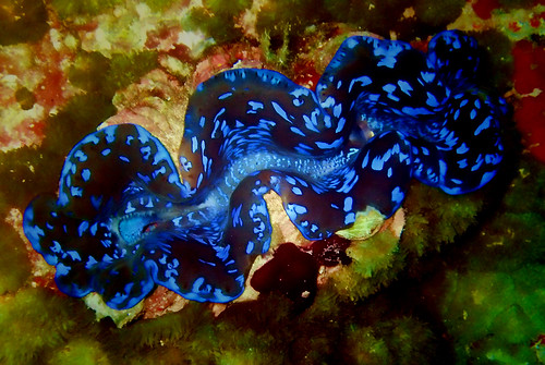 決定版】世界最大の貝・オオジャコガイ – マリブ 水槽メンテナンス