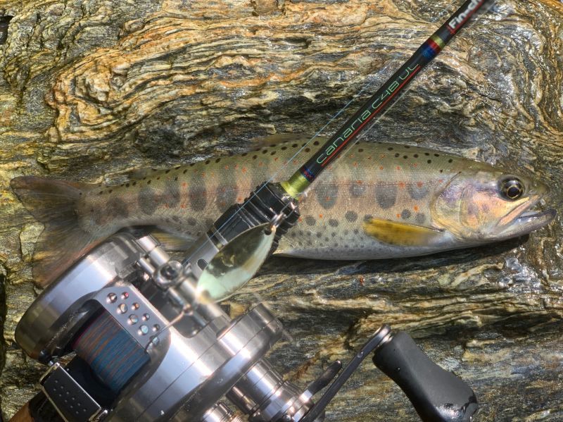 CANARIA C48UL(カナリア48・ベイト) - Fin‐ch