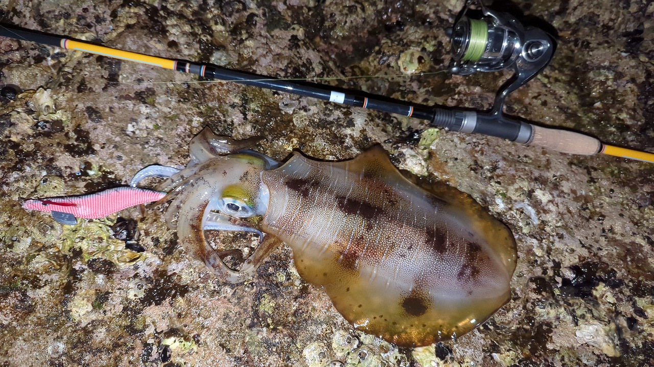 CANARIA ORKNEY80(カナリア オークニー80) - Fin‐ch