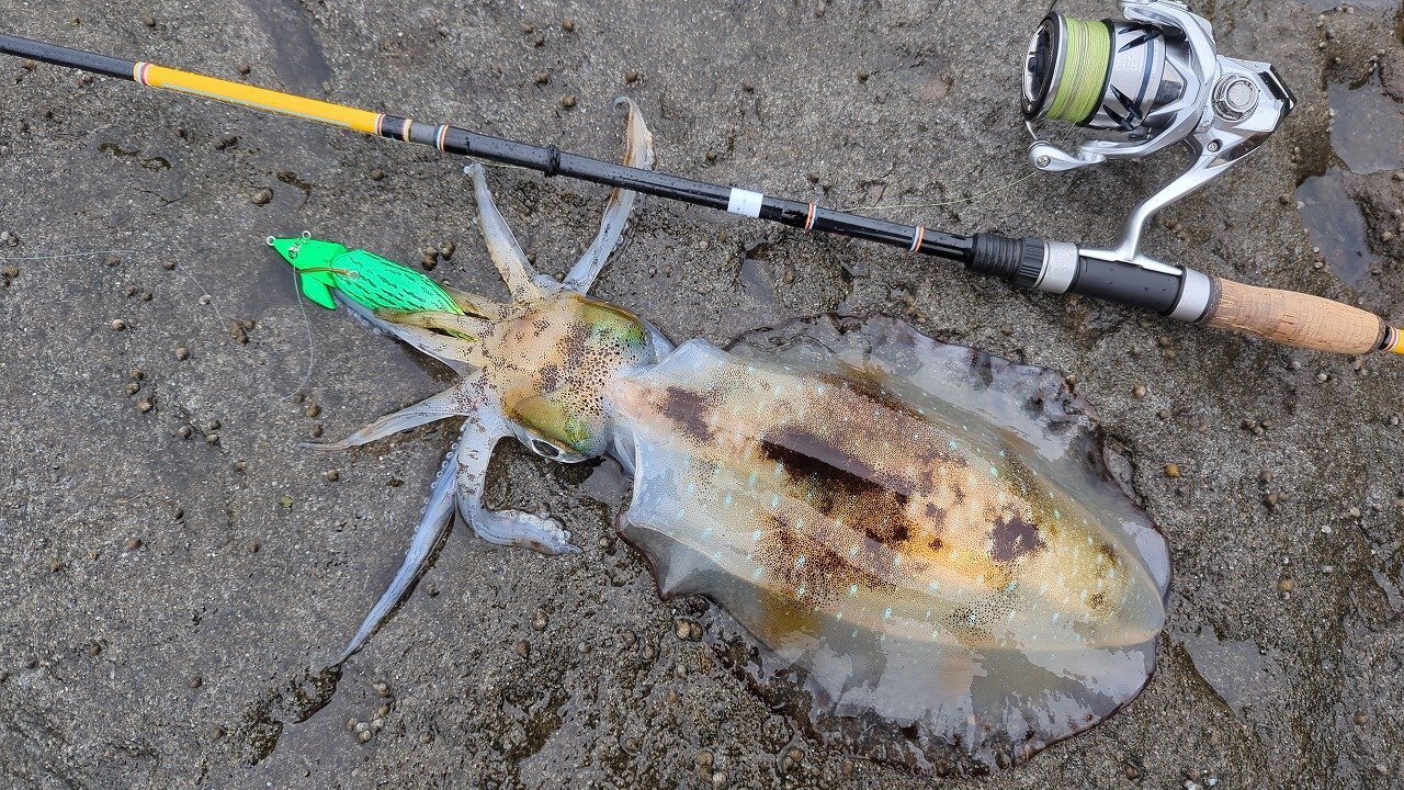 CANARIA ORKNEY80(カナリア オークニー80) - Fin‐ch