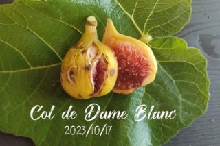 Constantine de Algerie Fig(コンスタンティーヌ デ アルジェリア