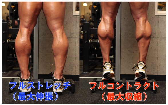 ロジャースチュワート エクストリームカーフマスター II