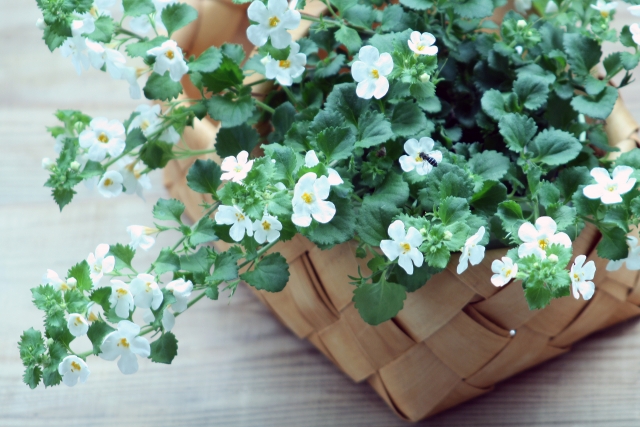 ふんわり小花が可憐！冬の寄せ植えを調和させる「白い花」3選