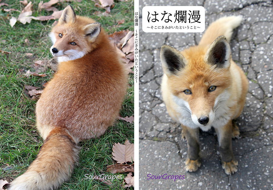 キツネポストカードセット第四弾「春の親子ギツネ」 | キツネグッズ