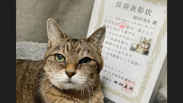 いつもありがとう」22歳の“おばあちゃん猫”が長寿で表彰…人間で例える