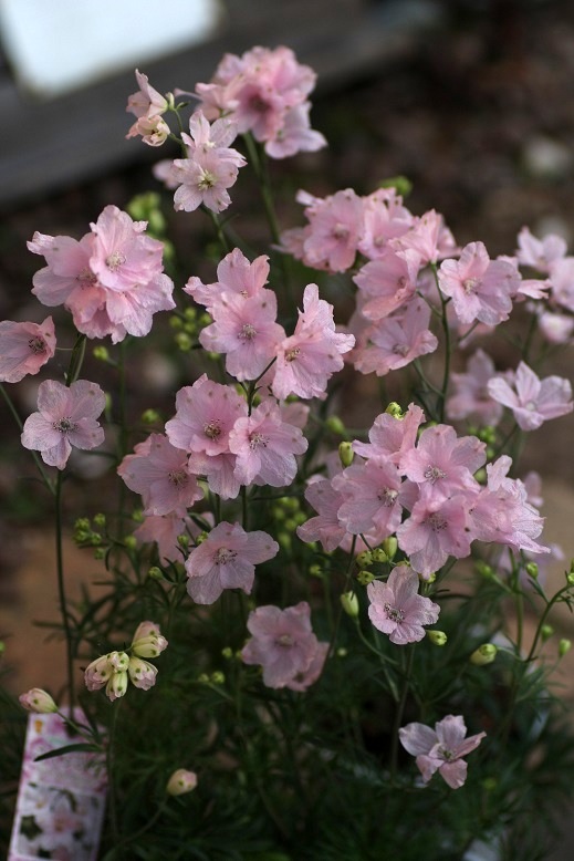 デルフィニウム『さくらひめ』 寄せ植え 花苗通販 ジャンクガーデン