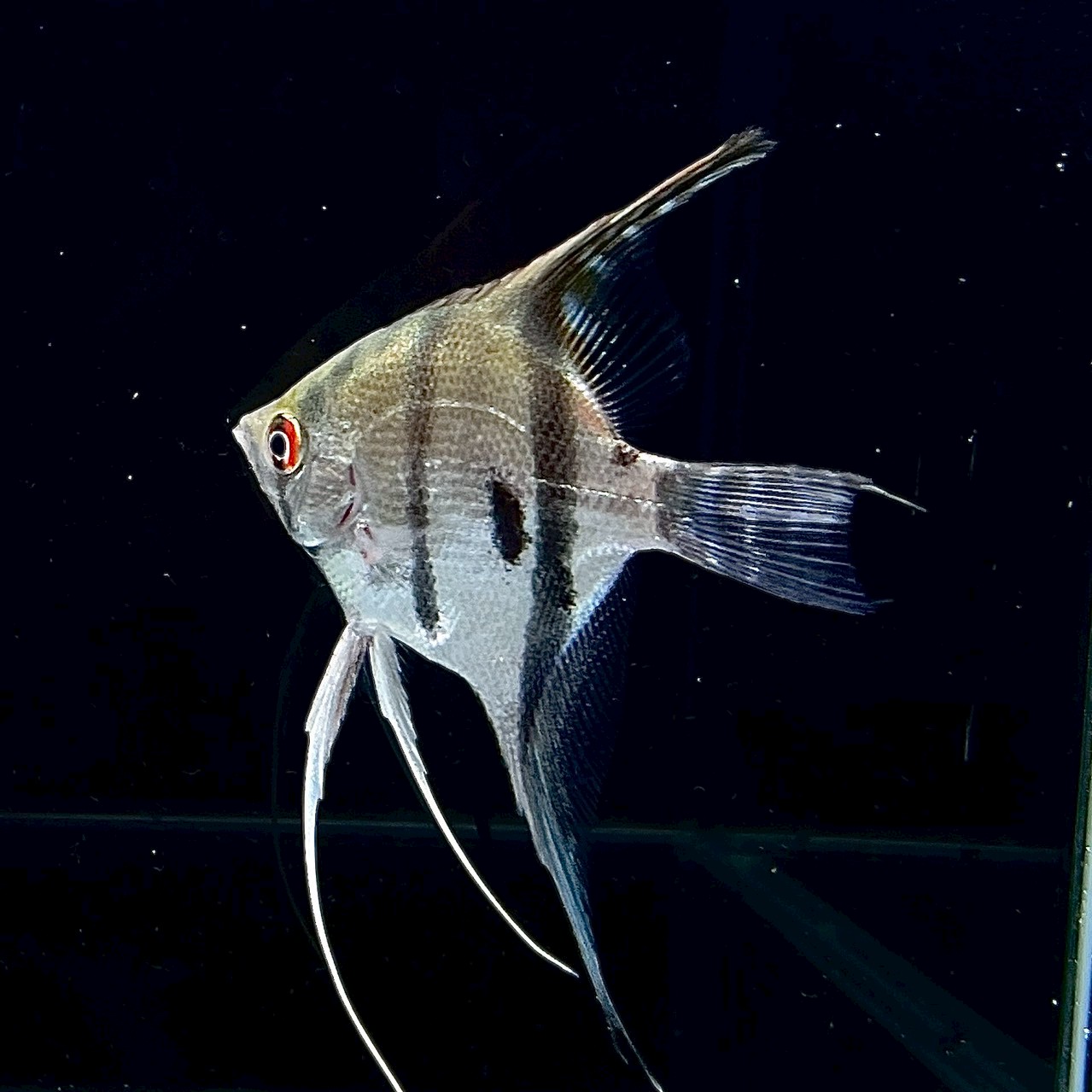 シルバー エンゼルフィッシュ Mサイズ 1匹 - 不二熱帯魚